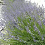 Lavande Διαμέρισμα *