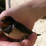 Lavande Διαμέρισμα La Robine-Sur-Galabre