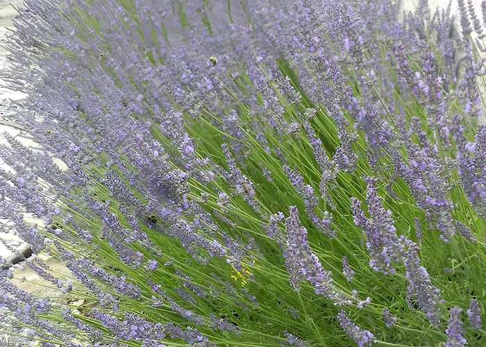 Lavande Apartamento *